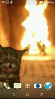 Кошка Обои Видео постер