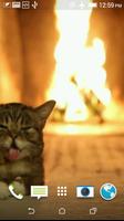 Кошка Обои Видео скриншот 2