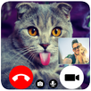 Cat Fake Video Call APK