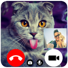Cat Fake Video Call icône