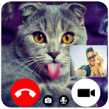 Cat Fake Video Call