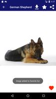 German Shepherd اسکرین شاٹ 3