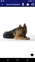 German Shepherd اسکرین شاٹ 2