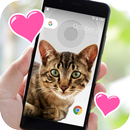 Cat on Screen Prank APK