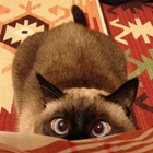 Siamese Cat Wallpapers icono