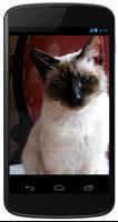 Siamese Cat Wallpapers Poster
