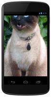 Siamese Cat Wallpapers captura de pantalla 3