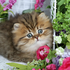 Teacup Cat Wallpapers 아이콘