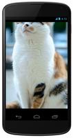 Calico Cat Wallpapers screenshot 3