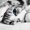 cats kittens wallpapers APK