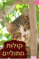 קולות של חתולים Affiche