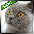 Cat Sounds