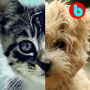 Cats & Dogs - Baby Game APK
