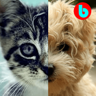 Cats & Dogs - Baby Game আইকন