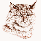 Pixiebob cattery Catsheavens-icoon