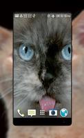 Cats Live Video Wallpaper screenshot 1