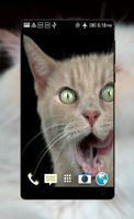 Cats Live Video Wallpaper screenshot 2