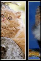 Cat translator ảnh chụp màn hình 1