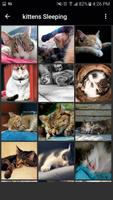 Cats Wallpapers تصوير الشاشة 2