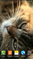 Cats Video Wallpapers bài đăng