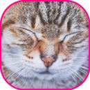 Purring Pat the sweet Cat Pet Simulator APK