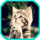 猫の壁紙 APK