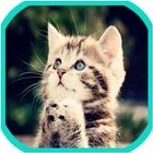 Cats Wallpapers-icoon