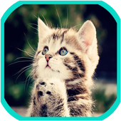 Cats Wallpapers icon
