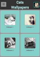 Cats Wallpapers Affiche
