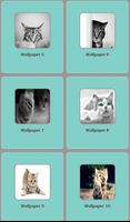 Cats Wallpapers screenshot 1