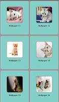 Cats Wallpapers screenshot 2