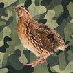 Call for Quails