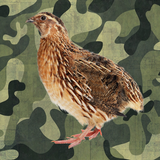 Call for Quails icon