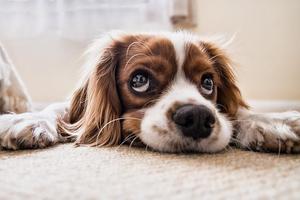 Entraînement des chiots Affiche