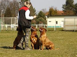 Training of puppies ภาพหน้าจอ 3