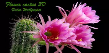 Cactus. Video Wallpaper