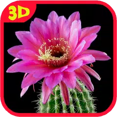 Cactus. Video Wallpaper APK download