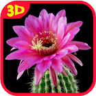 Cactus. Video Wallpaper ikona