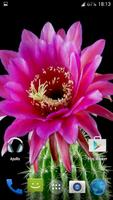 برنامه‌نما Cactus. Video Wallpaper عکس از صفحه