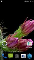 2 Schermata Cactus. Video Wallpaper
