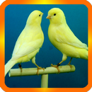 Domestic canaries APK