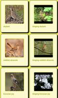 Cantos de Pássaros imagem de tela 1