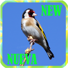 Bird Song icon