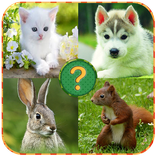 Animals Quiz