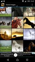 Horse Pictures poster