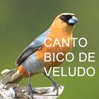 Canto Bico De Veludo آئیکن