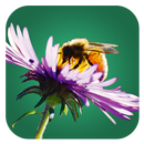 APK Bienenpflanzen