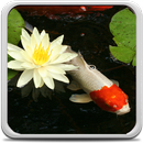 Japan Koi Fish Live Wallpaper APK