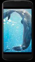 Dolphins 3D Live Wallpaper poster