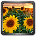 Sunflowers Live Wallpaper иконка